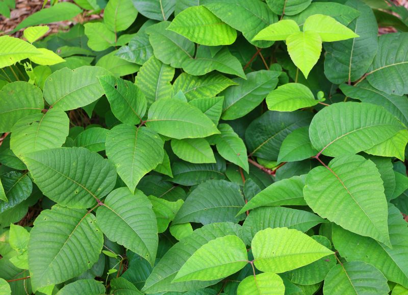 Poison Oak Removal in Wilmington, DE