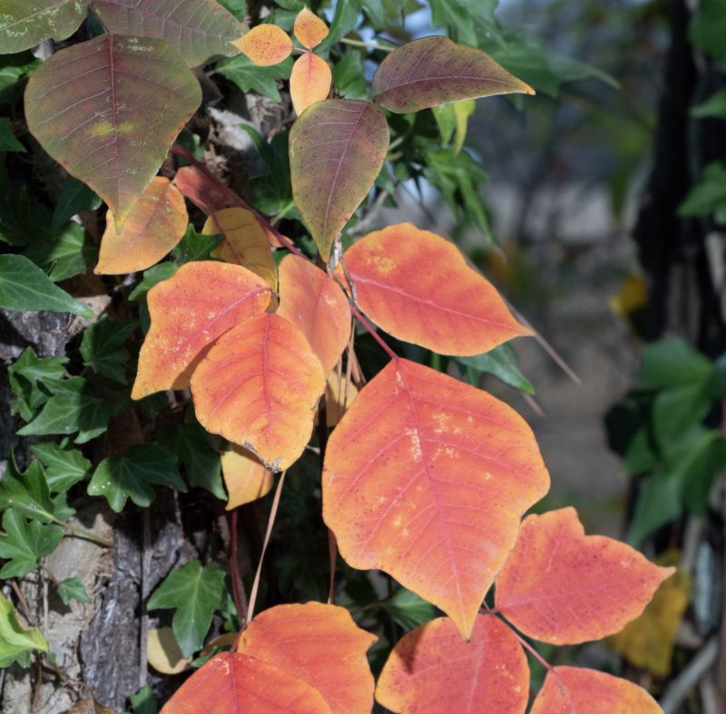 Poison Ivy Removal in Montgomery County, PA