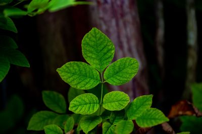 Poison Ivy Removal in West Chester, PA